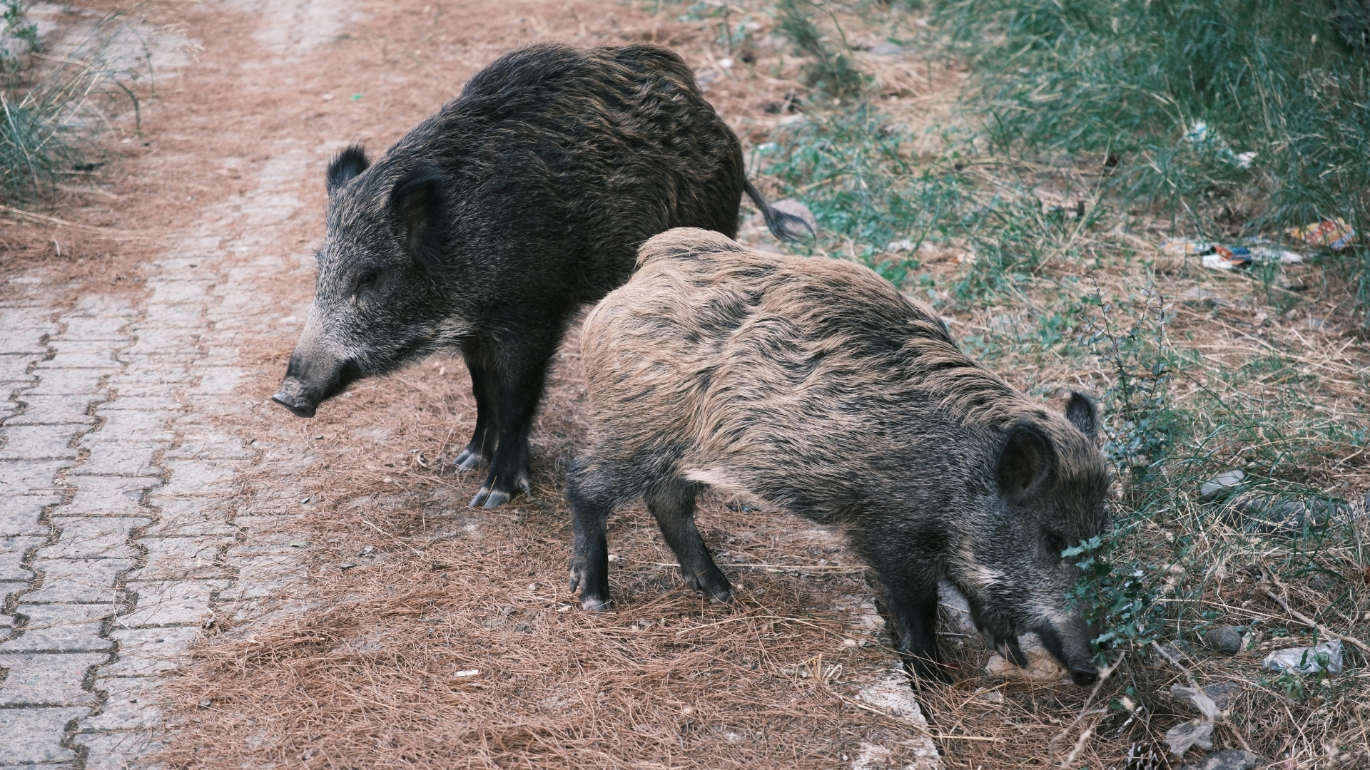 Análisis de daños a cultivos